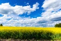 Yellow fields, flowers of rape, colza. Agriculture, spring in Czech Republic