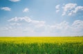 Yellow fields, flowers of rape, colza. Agriculture