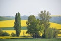 yellow fields and green trees in the Eifel