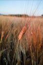 Yellow fields with ripe hard wheat, grano duro, Sicily, Italy Royalty Free Stock Photo