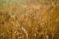 Yellow fields with ripe hard wheat, grano duro, Sicily, Italy Royalty Free Stock Photo