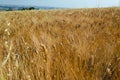 Yellow fields with ripe hard wheat, grano duro, Sicily, Italy Royalty Free Stock Photo