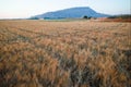 Yellow fields with ripe hard wheat, grano duro, Sicily, Italy Royalty Free Stock Photo