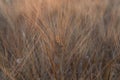 Yellow fields with ripe hard wheat, grano duro, Sicily, Italy Royalty Free Stock Photo