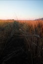 Yellow fields with ripe hard wheat, grano duro, Sicily, Italy Royalty Free Stock Photo