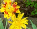 Yellow and Fiery Red Flowers