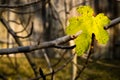 Yellow Fig Leaf with Spots Royalty Free Stock Photo