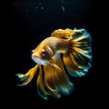 Yellow fighting fish swimming in the water Fighting fish are scientifically known as Betta splendens. Royalty Free Stock Photo