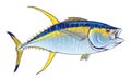 Yellow fin Royalty Free Stock Photo