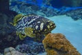 Yellow fin Grouper fish underwater Royalty Free Stock Photo