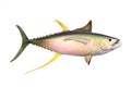 The Yellow fin Tuna. Royalty Free Stock Photo