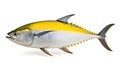 Yellow fin tuna on white background. Royalty Free Stock Photo