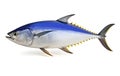 Yellow fin tuna on white background.