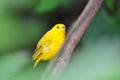 Yellow finch