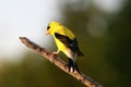 Yellow Finch