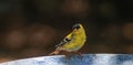 Yellow Finch-bird bath