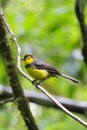 Yellow finch bird on a tree branch