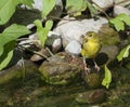 Yellow Finch on Creek Shoreline