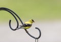 Yellow Finch