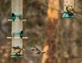 Yellow finches sharing food