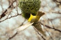 Yellow Finsh finishing a nest Royalty Free Stock Photo