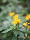 Yellow Firecracker flower blooms in a garden, Crossandra infundibuliformis, small evergreen shrub with wavy leaves and orange
