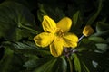 Yellow first spring flowers illuminated by sunlightlight Royalty Free Stock Photo