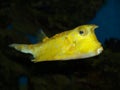 Yellow fish