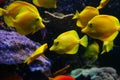 Yellow fish Royalty Free Stock Photo