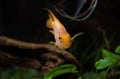 Yellow fish, aquarium fish against a dark background Royalty Free Stock Photo