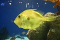 Yellow fish in an aquarium