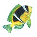 Yellow fish with a black spot, white stripes and green fins -0 Royalty Free Stock Photo