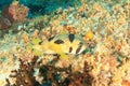 Black-blotched porcupinefish on coral reef