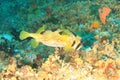 Black-blotched porcupinefish on coral reef