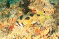 Black-blotched porcupinefish on coral reef