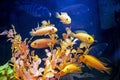 yellow fish Danio glofish swim in an aquarium between yellow algae..