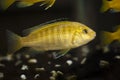 Yellow fish on dark background Royalty Free Stock Photo
