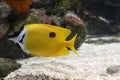 The yellow fish look to the left sidde. Royalty Free Stock Photo