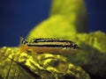 Yellow fish Melanochromis auratus with black stripes near rocks