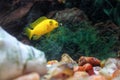 Yellow fish