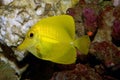 Yellow fish