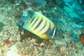 Sixbar angelfish swimming feeding on coral reef Royalty Free Stock Photo