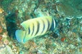 Sixbar angelfish swimming above coral reef Royalty Free Stock Photo