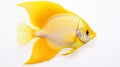 Yellow Fish On White Background: A Tropical Symbolism In Kodak Aerochrome Style