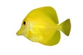 Yellow fish (Tang) isolated Royalty Free Stock Photo