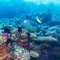 Yellow Fish in Tropical Coral Reef, Maldives Royalty Free Stock Photo