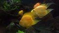 Yellow fishes in freshwater fish park Royalty Free Stock Photo