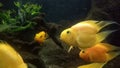 Yellow fishes in freshwater fish park Royalty Free Stock Photo