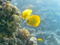 yellow fishes near the corals Royalty Free Stock Photo