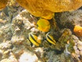 yellow fishes swimming over corals Royalty Free Stock Photo